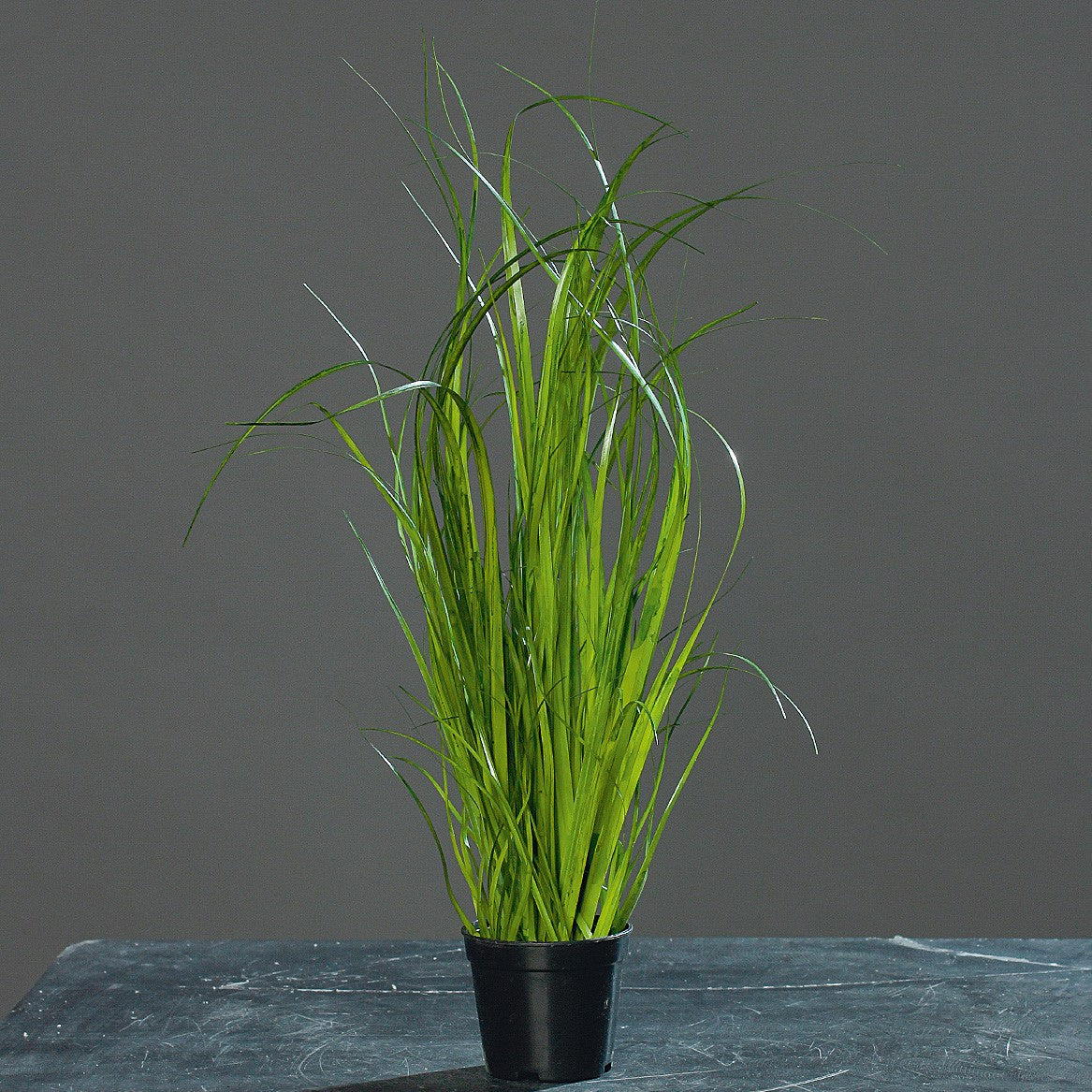 Gras im Topf H35cm, Ve. 1