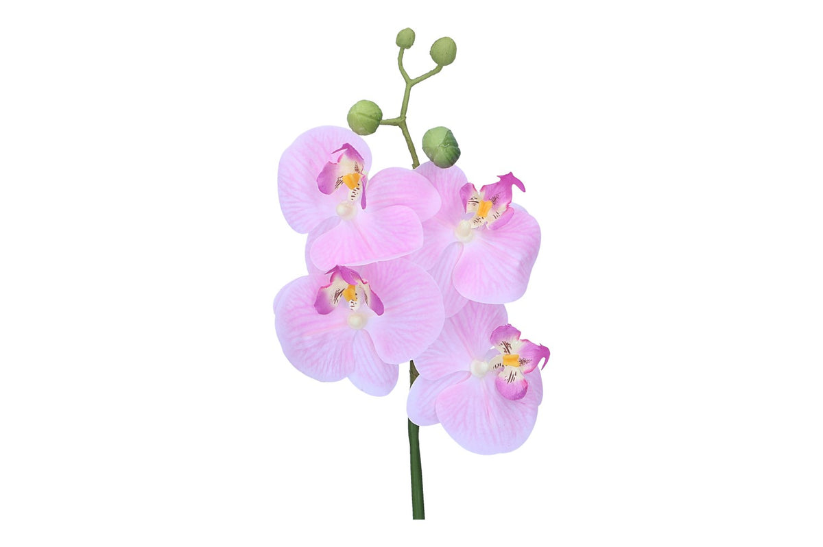 Orchidee Phalaenopsis, Länge 46cm