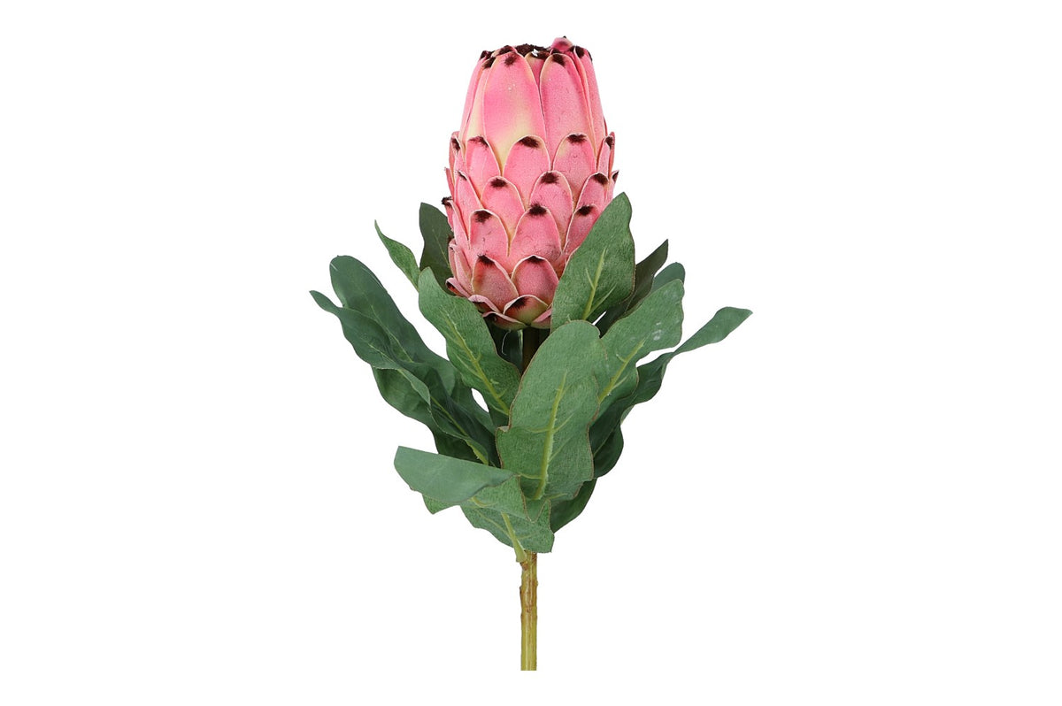 Protea Länge 74cm, 1 Stück