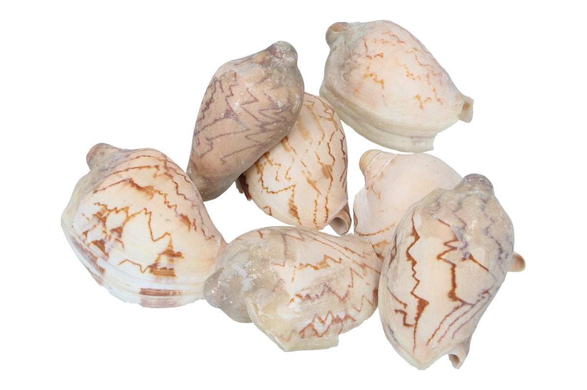 Muscheln im Netz 8cm , 250gr.