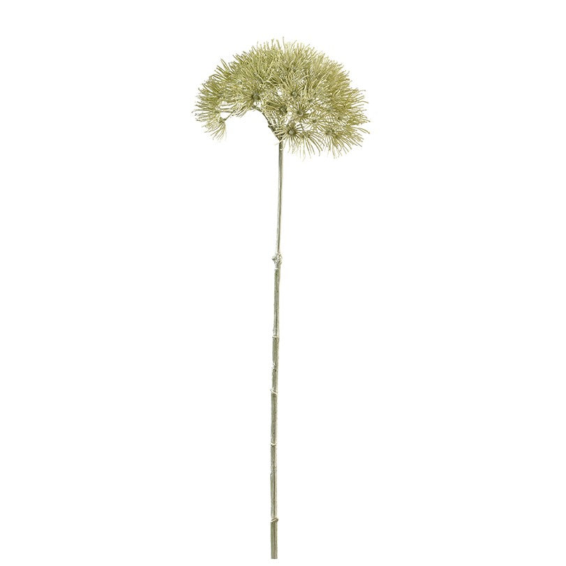 Allium white wash L76cm, hell grün, Ve.1