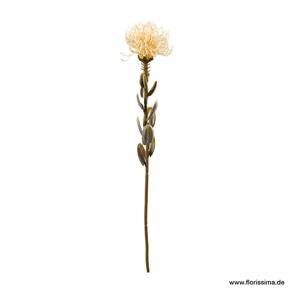 Protea L61cm, Ve. 1 Stk