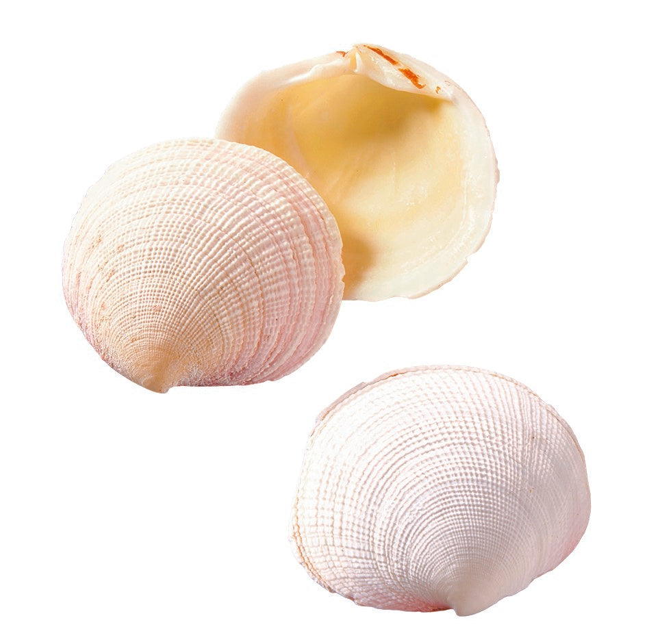 Muschel Cadakia Tigerina, Ve. 1kg