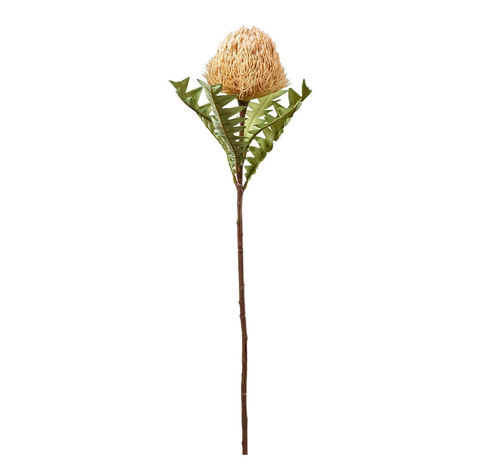 Protea L 68cm, beige, Ve. 1 Stk