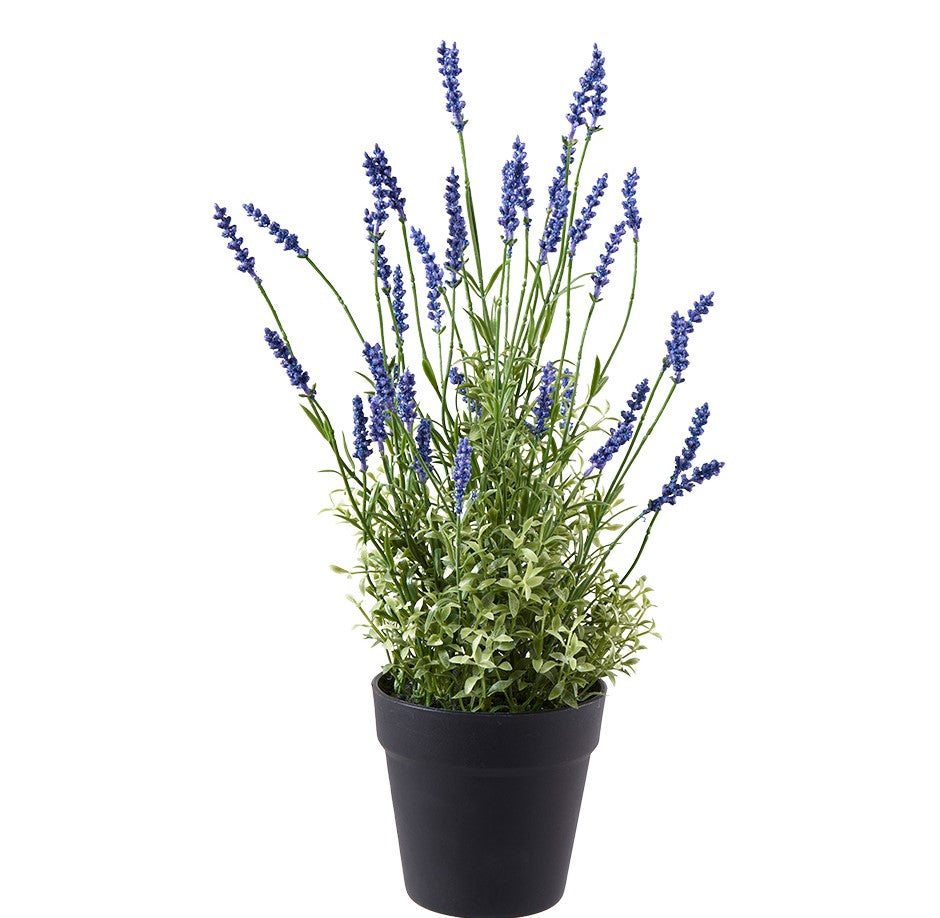 Lavendel im Plastiktopf 51cm, Ve. 1 Stk