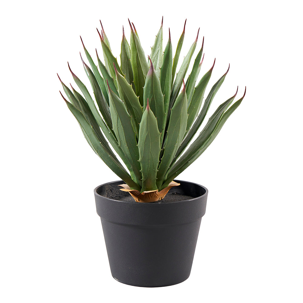 Agave im Topf, H40cm, Ve. 1 Stk