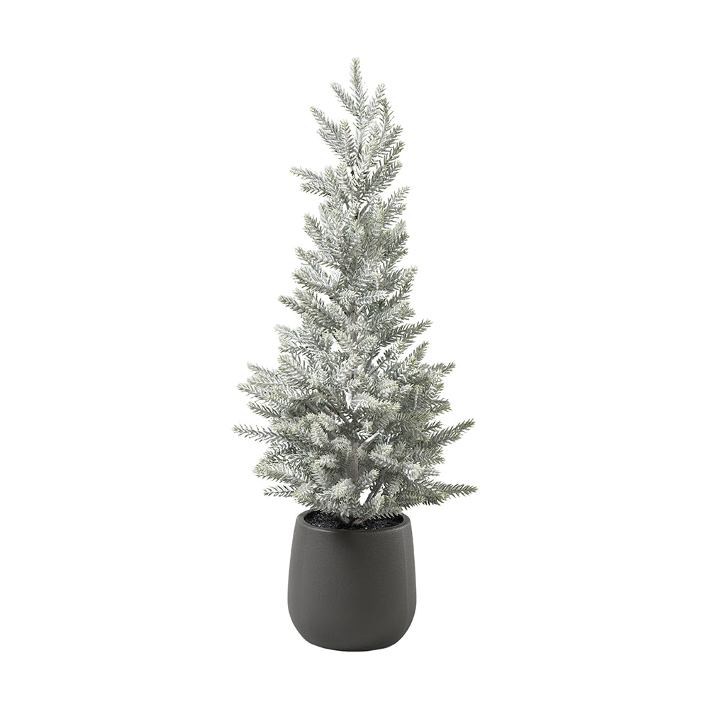 Tanne Juniper in Plastik Topf, H 56cm