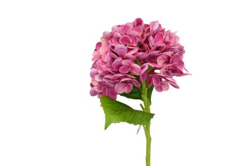 Hortensie Pick 51cm, Ve. 1 Stk