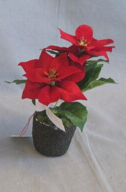 Poinsettie, Höhe 16cm, Ve. 1 Stück