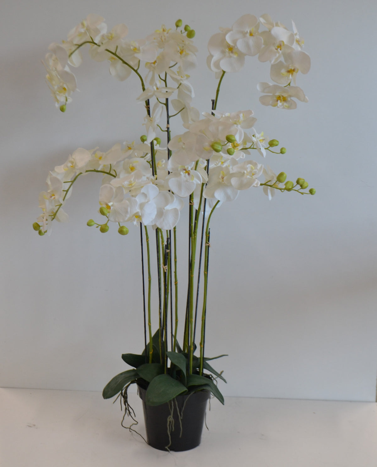 Orchidee mit 9 Trieben im Topf,