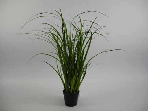 Gras im Topf mit Moos H58cm, Ve. 1 Stk