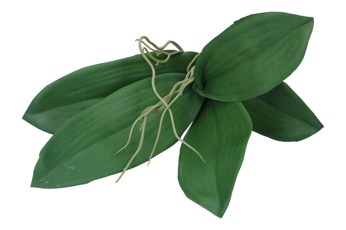 Orchideen Blätter mit Wurzel, ca.30cm