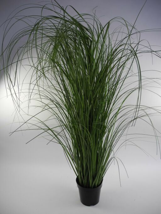 Gras im Topf, Höhe 183cm, 1 Stück