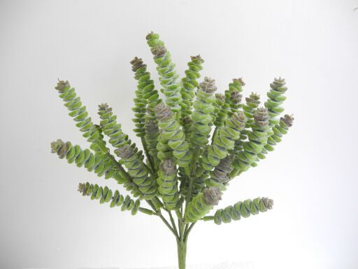Sedum Busch 25cm, Ve. 1 Stk