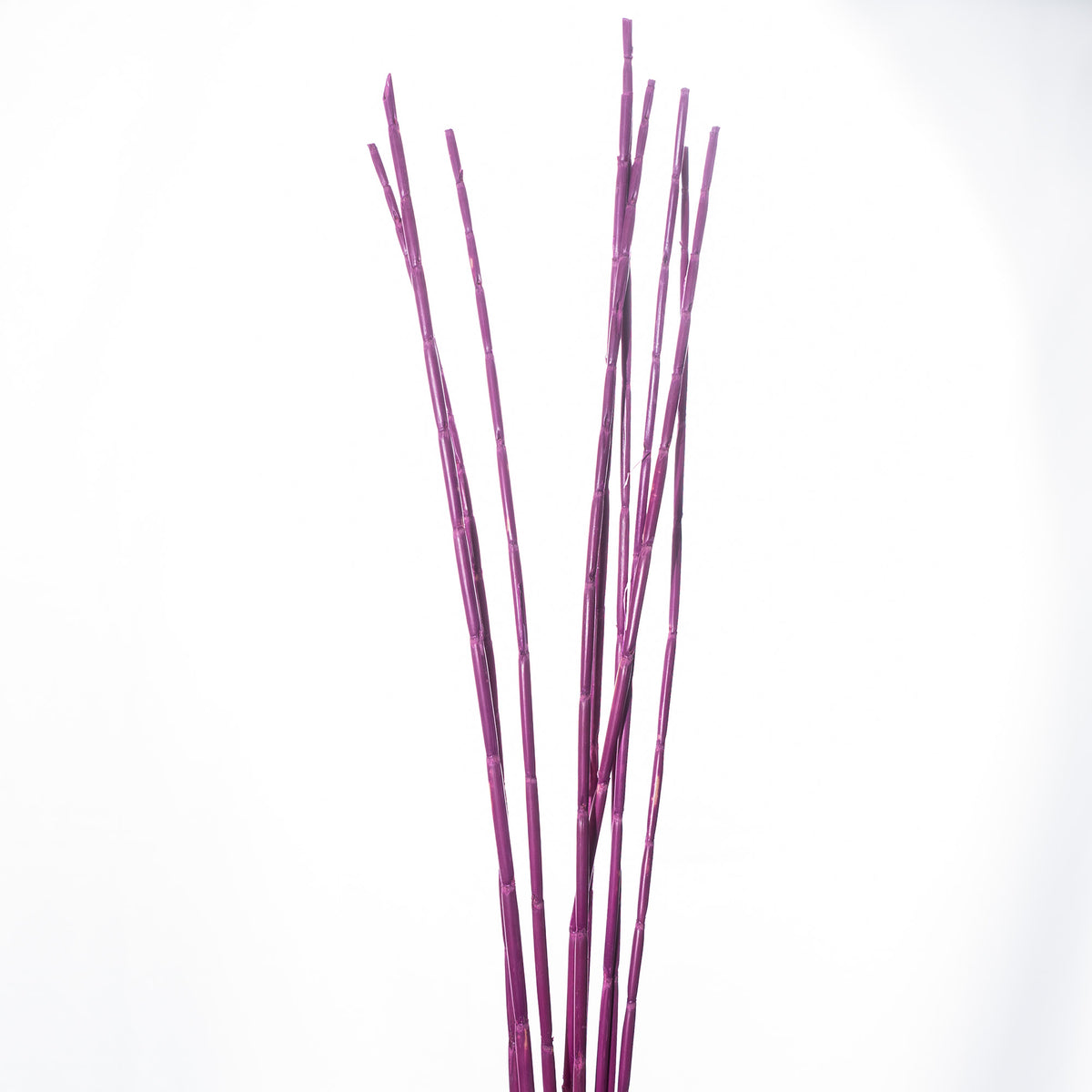 Wild Canna, L 1mtr., Ve. 1 Bund = 500gr