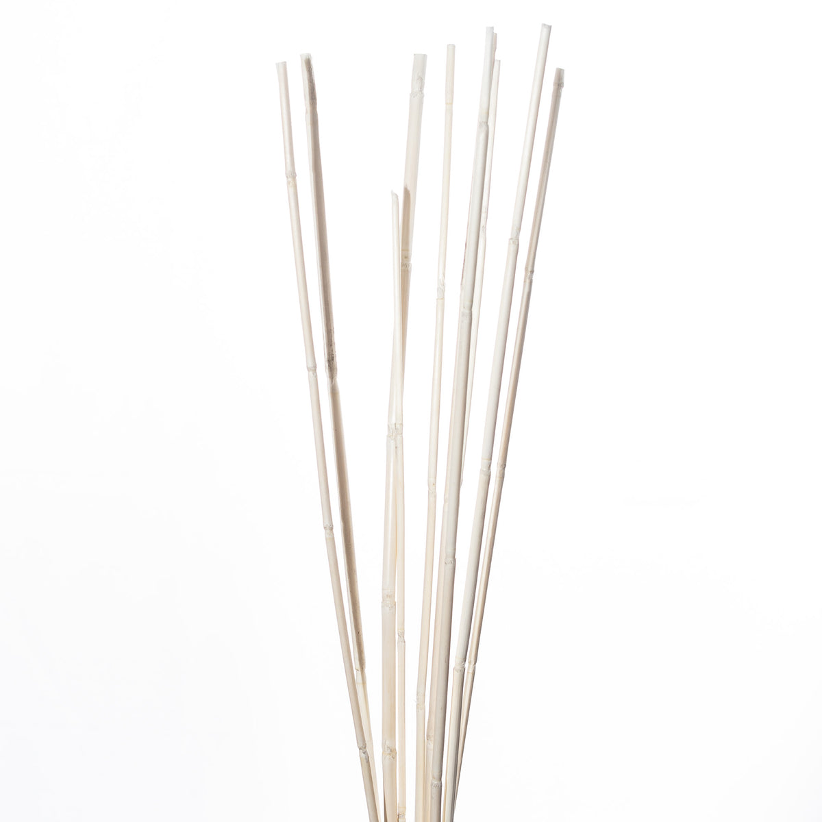 Wild Canna L 1mtr., Ve. 1 Bund = 500gr.