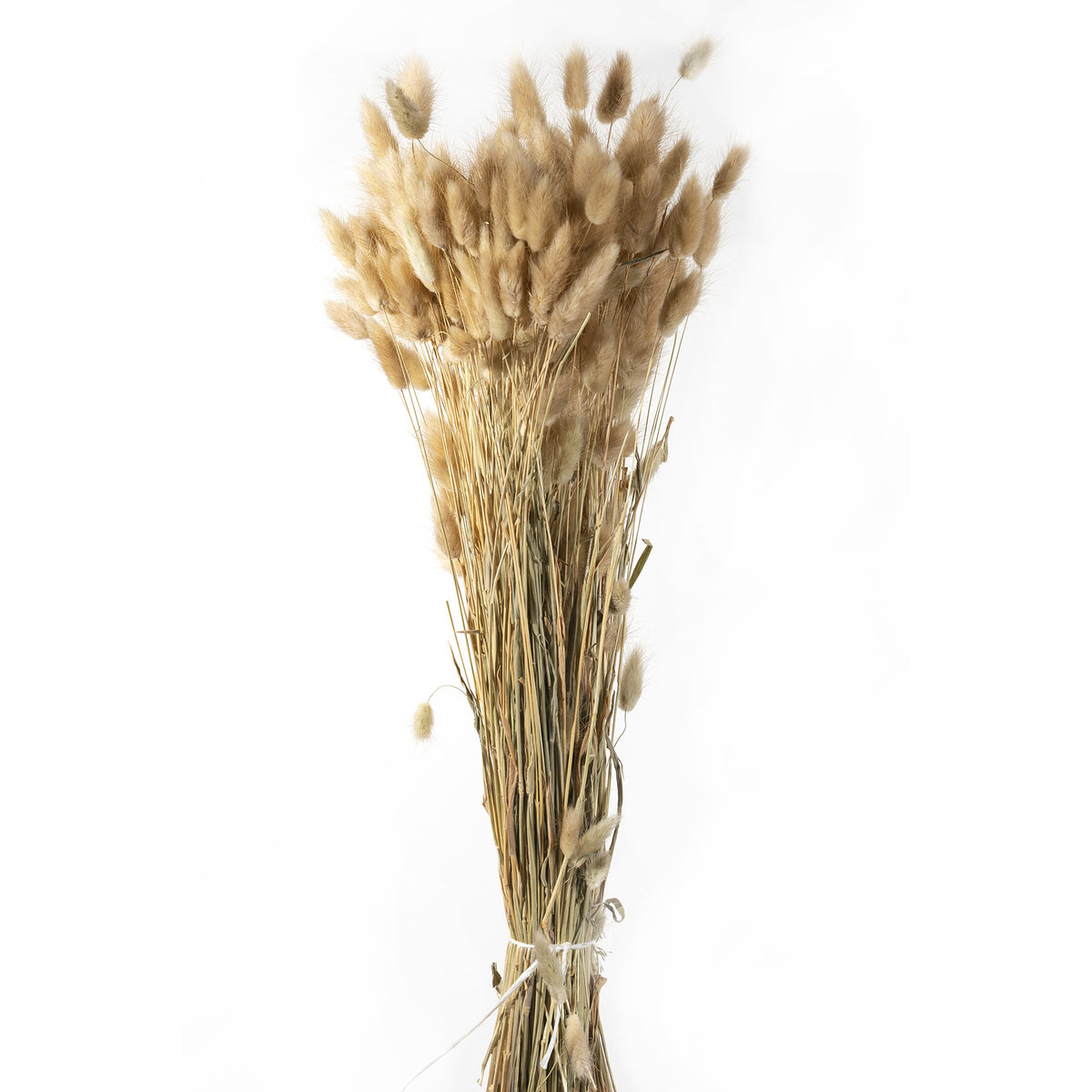 Lagurus, Ve. 1 Bund = 100gr.
