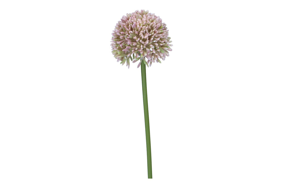 Allium 44cm, 1 Stück