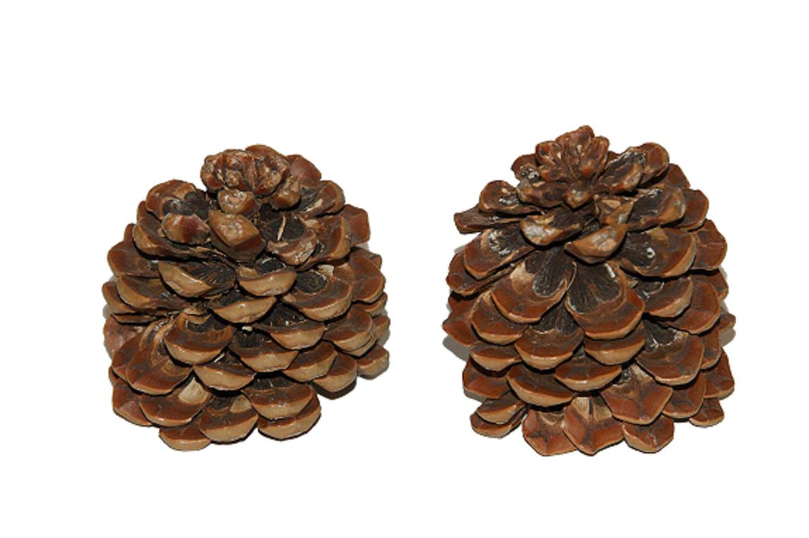 Zapfen Pinus Pinea mix natur, Ve. 25 Stk