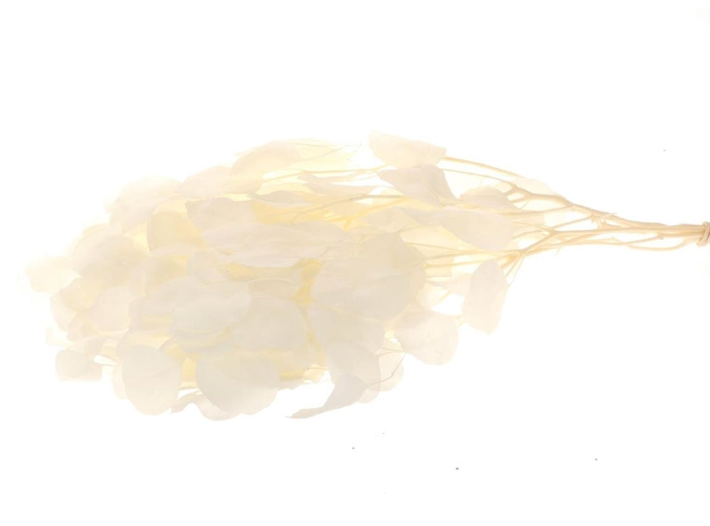 Euca Blätter gebleicht, H60cm, Ve.1Bund