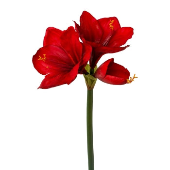 Amaryllis, Real Touch, 68cm, Ve. 1 Stk