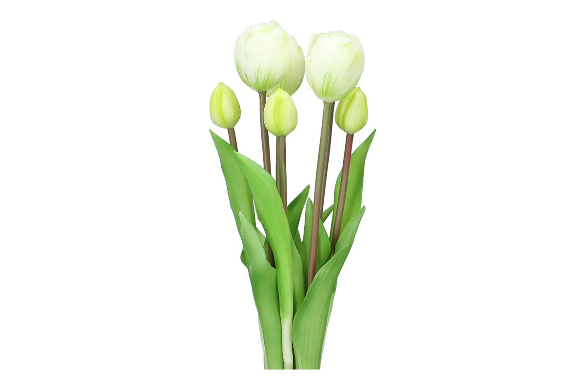 Tulpenbund 44cm, 1 Bund = 7  Tulpen