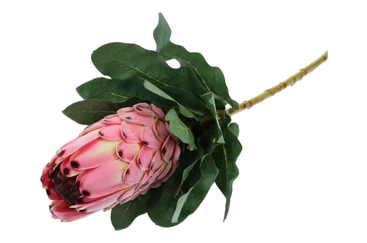 Protea Länge 74cm, 1 Stück