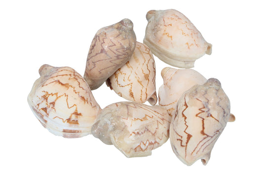 Muscheln im Netz 8cm , 250gr.