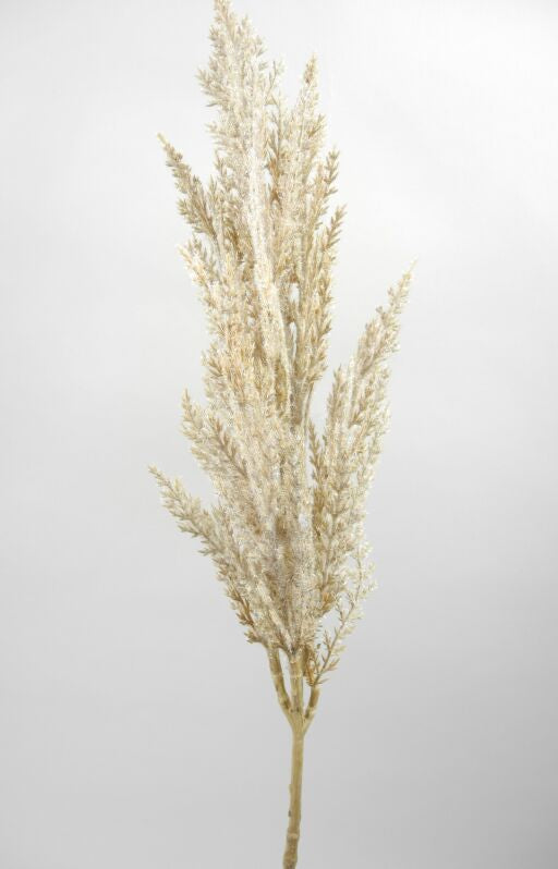 Pampas Gras L81cm, Ve. 1 Stück