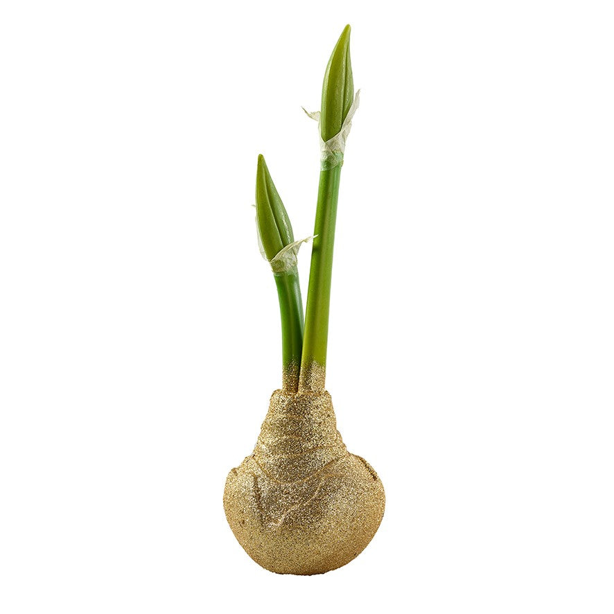 Amaryllis mit 2 Knospen und Zwiebel