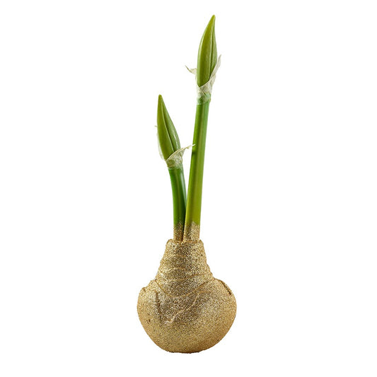 Amaryllis mit 2 Knospen und Zwiebel
