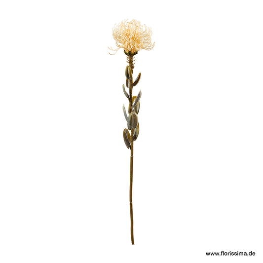 Protea L61cm, Ve. 1 Stk