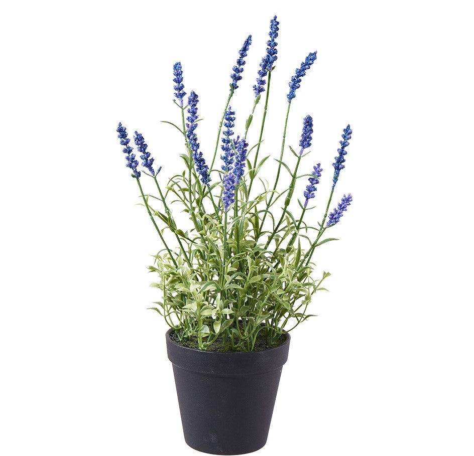 Lavendel im Plastiktopf 37cm, Ve. 1 Stk