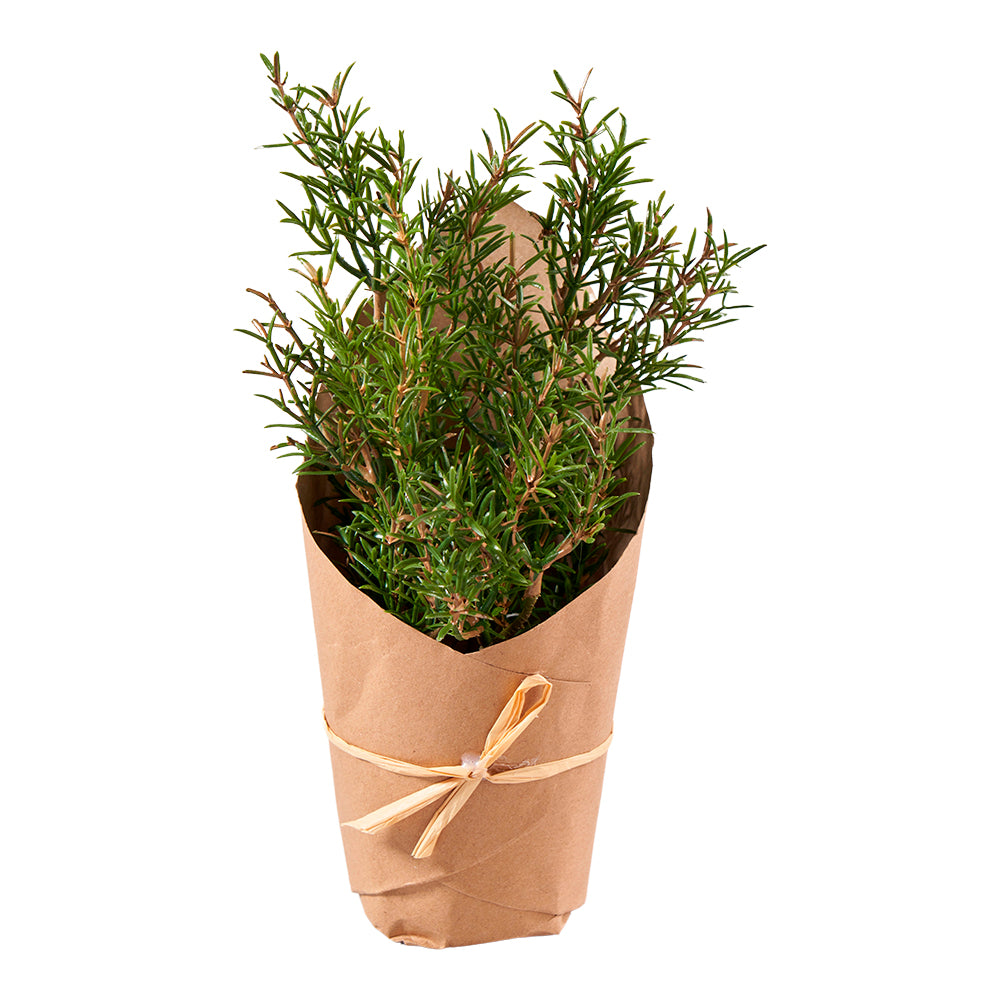 Rosmarin in Paper Pot H26cm, Ve. 1 Stk