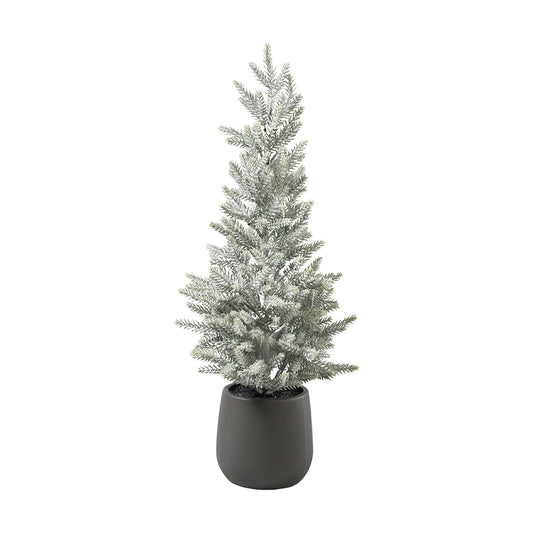 Tanne Juniper in Plastik Topf,  H 56cm