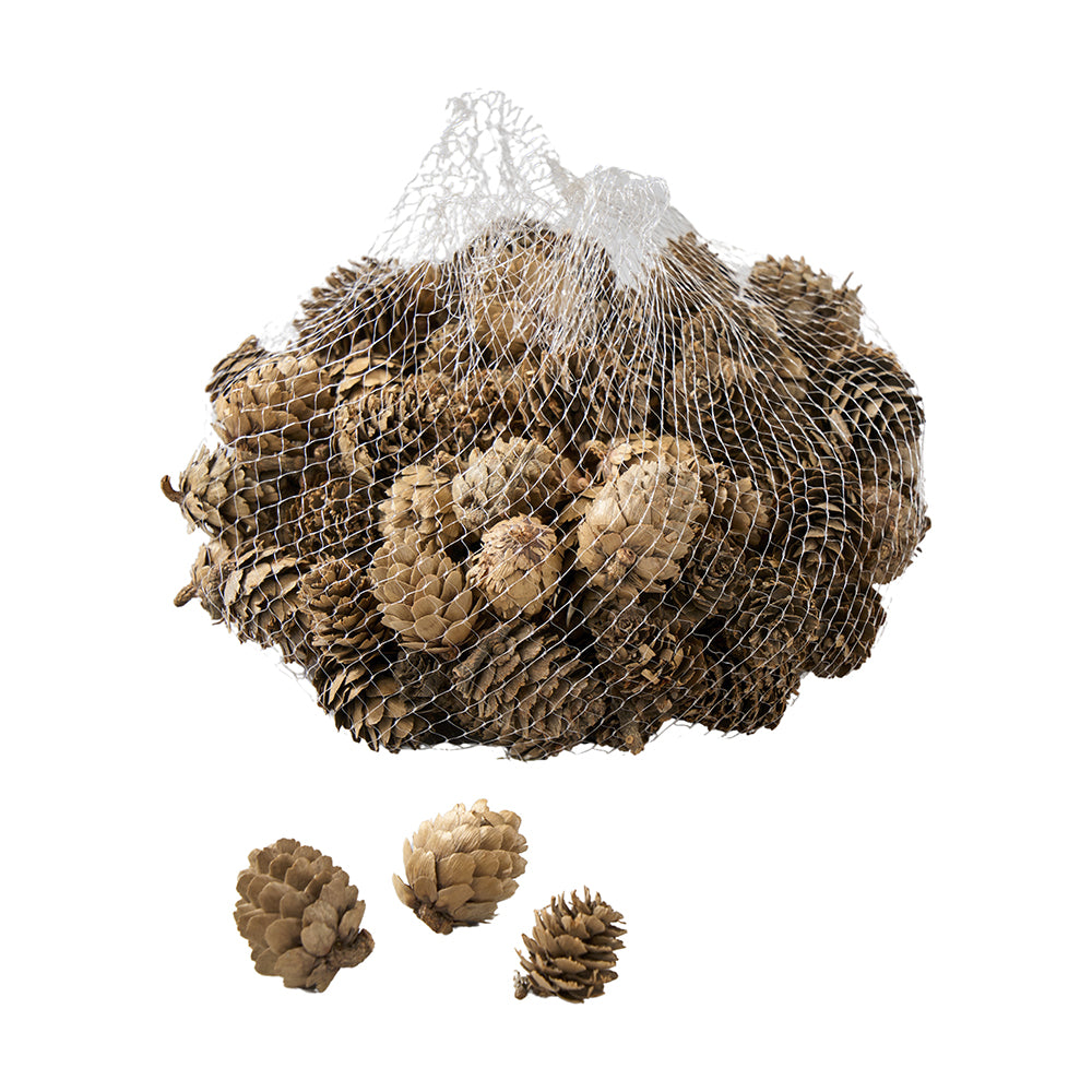Larix Pine cone im Netz, D ca. 3cm