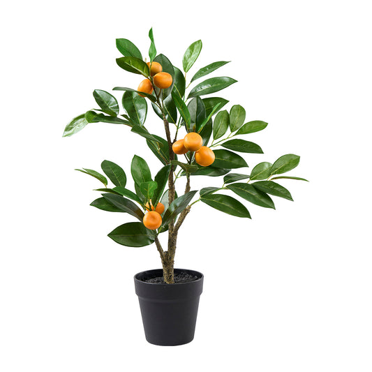 Orangenbaum im Topf, H56cm, Ve. 1 Stk.