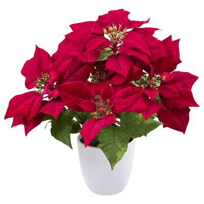 Poinsetien Busch mit 5 Blüten im Topf