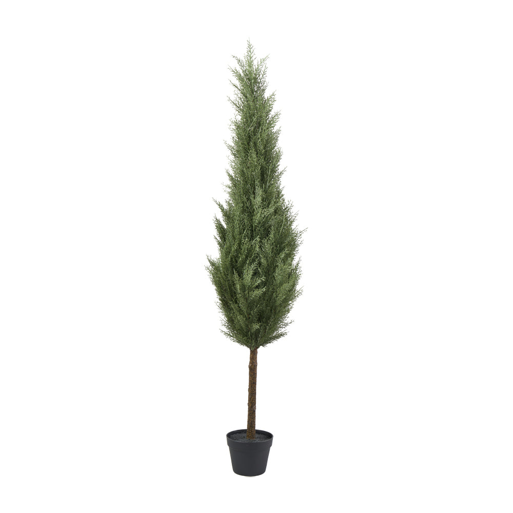 Zeder Baum in plastik Topf H152cm