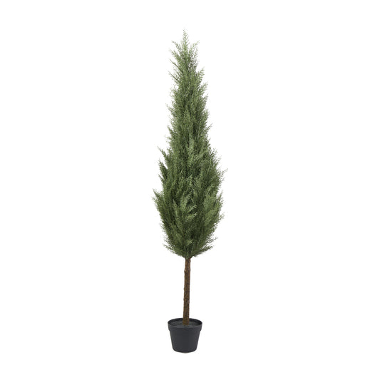 Zeder Baum in plastik Topf H152cm
