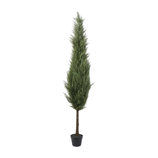 Zeder Baum in plastik Topf H183cm