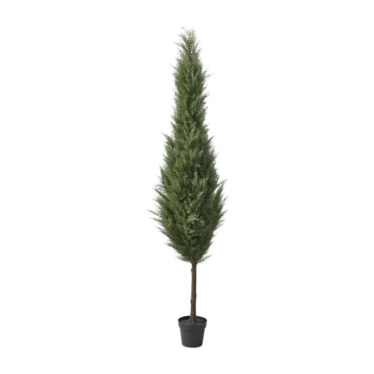 Zeder Baum in Plastik Topf H213cm