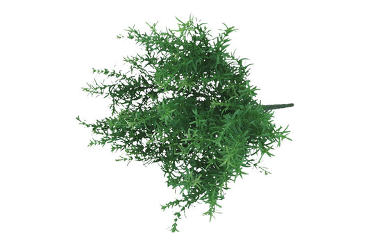 Asparagus Busch L38cm, grün, Ve. 1 Stk