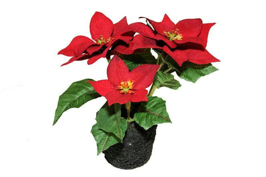 Poinsettie, Höhe 16cm, Ve. 1 Stück