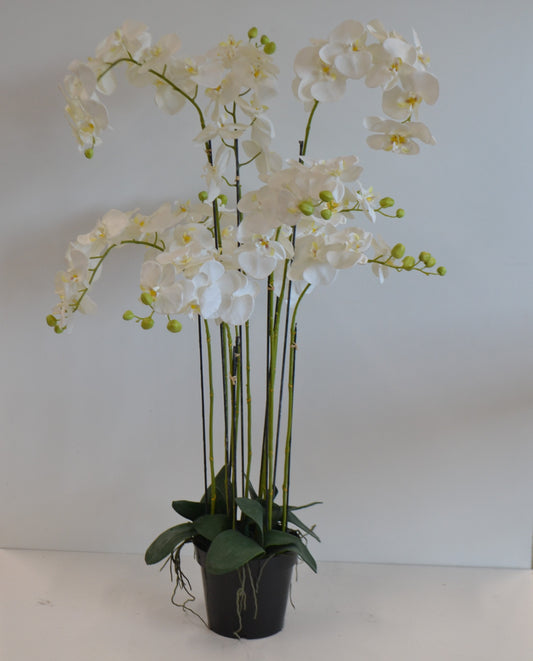 Orchidee mit 9 Trieben im Topf,