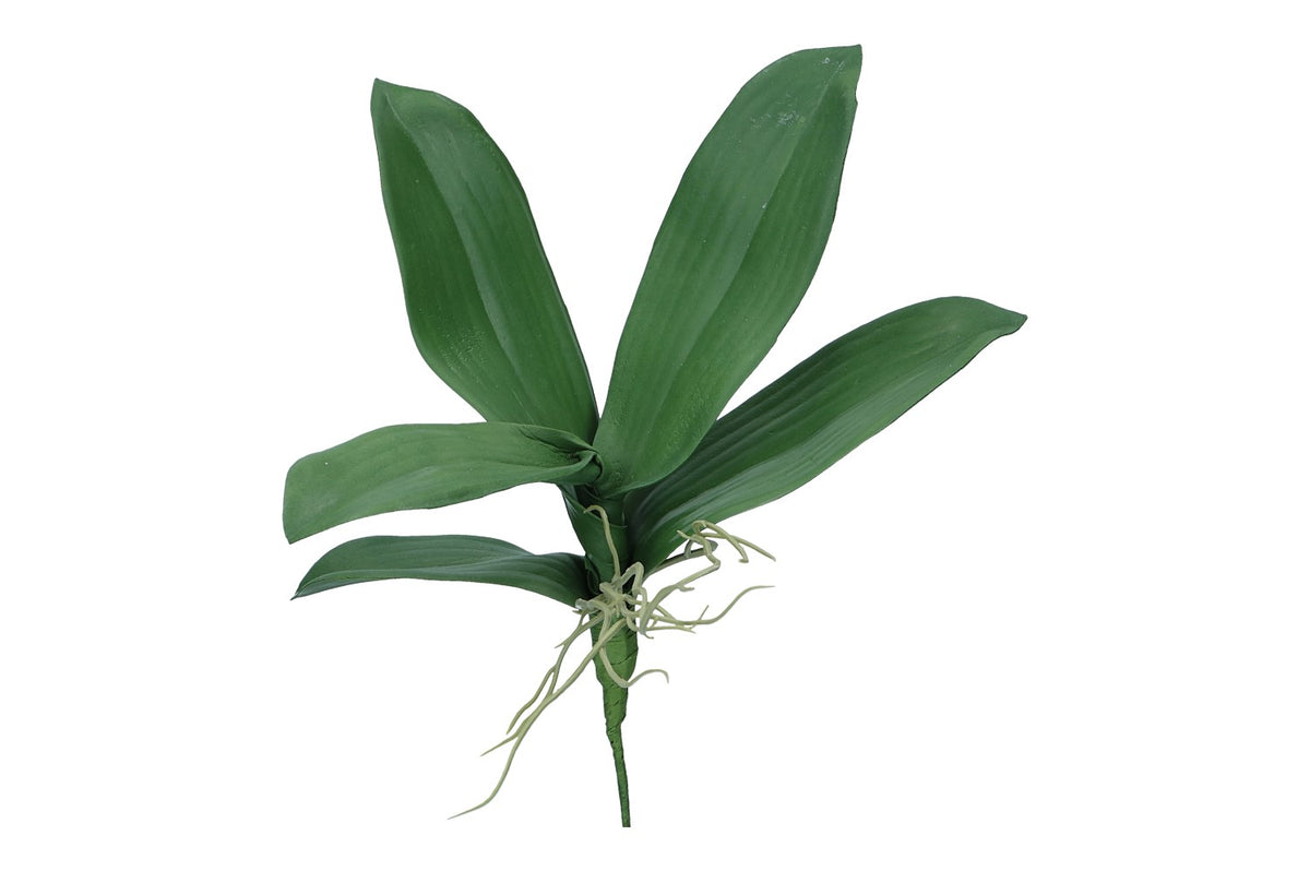 Orchideen Blätter mit Wurzel,  ca.30cm