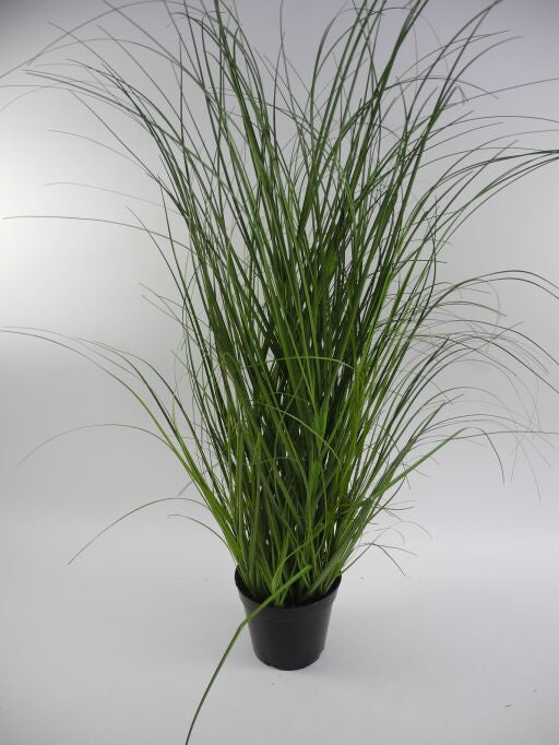 Gras im Topf, Höhe 91cm, 1Stück