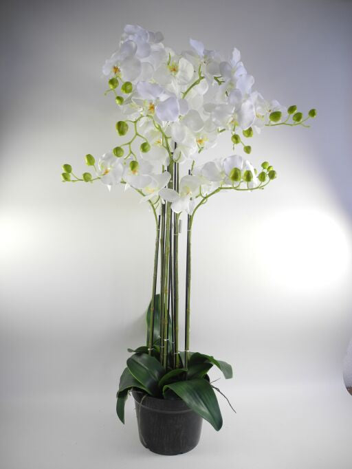 Orchidee im Topf, 9 Triebe, Höhe 107cm