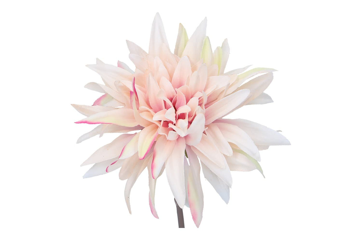 Dahlien Bündel, Länge 27cm