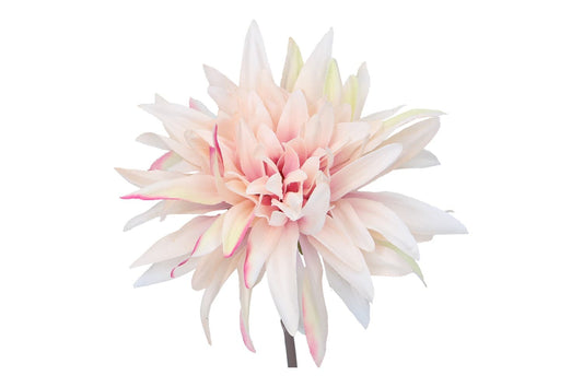 Dahlien Bündel, Länge 27cm